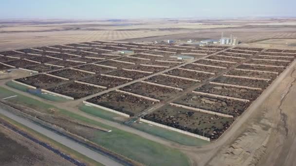 Les Nombreux Enclos Parc Engraissement Bétail — Video