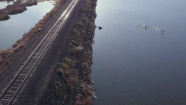 Dos Gansos Canadienses Despegan Estanque Vuelan Sobre Vías Tren Vacías — Vídeo de stock