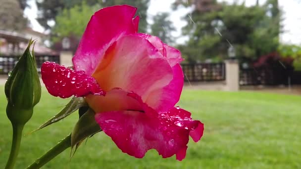 Regen Fällt Zeitlupe Auf Einen Rosenbusch Die Regentropfen Auf Den — Stockvideo