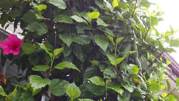 Chuva Caindo Arbusto Rosa Câmera Lenta Chuva Cai Sobre Pedais — Vídeo de Stock