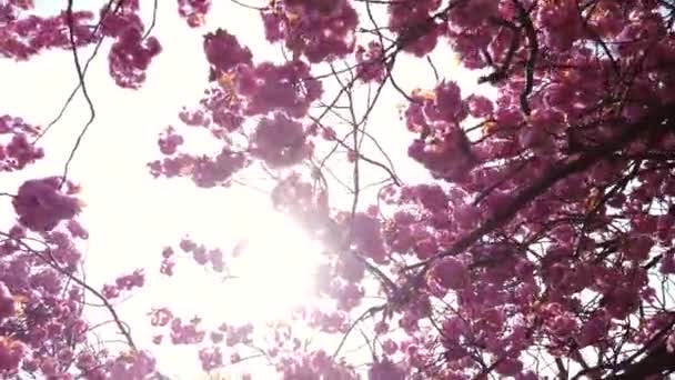 Dolly Shot Cherry Blossom Bloom Harrogate North Yorkshire — Stock Video