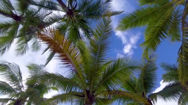 Widok Tropikalnych Palm Niebo — Wideo stockowe