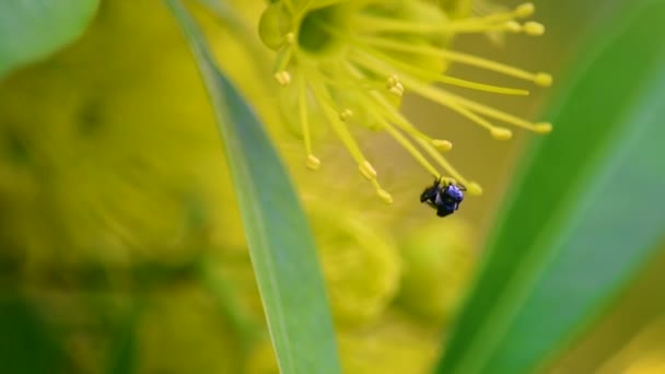 Abeja Negra Australiana Unida Por Una Segunda Abeja Recolectando Polen — Vídeo de stock