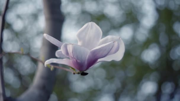 Vackra Lila Och Vita Magnolia Blossom Träd Våren Tid Med — Stockvideo