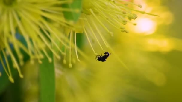 Single Australian Black Bee Collecting Pollen Flies Away — Stock Video