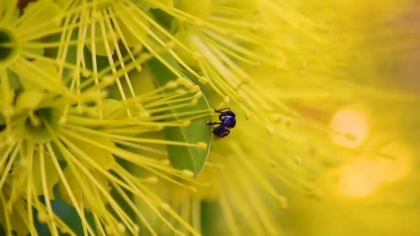 Zwei Australische Schwarze Bienen Mit Pollengefüllten Corbiculae Auf Einer Gelben — Stockvideo