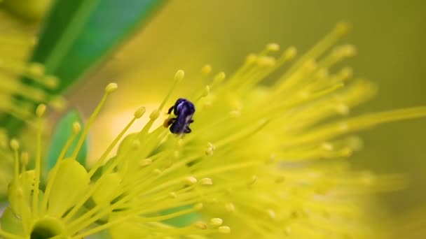 Einzige Australische Schwarze Biene Mit Pollengefüllten Corbiculae Schwebt Gelbe Blüte — Stockvideo