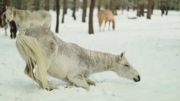 Beau Cheval Blanc Couche Roule Dans Neige Milieu Forêt Tandis — Video