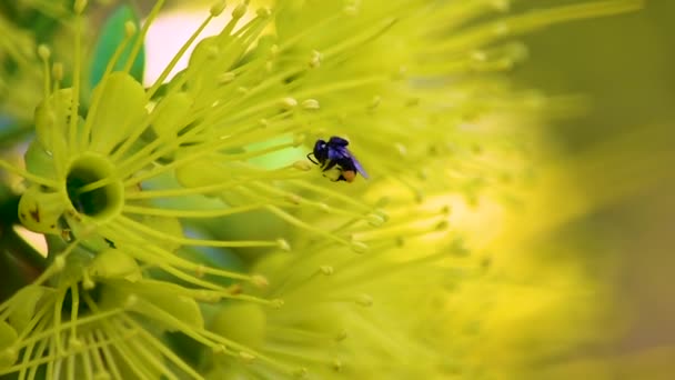 Einzige Australische Schwarze Biene Mit Pollengefüllten Corbiculae Fliegt Weg — Stockvideo