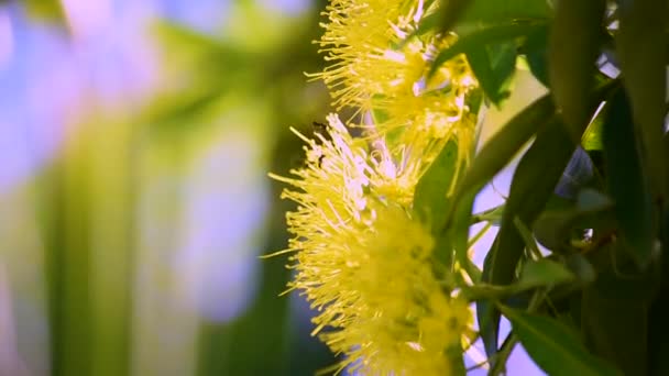 Zahlreiche Australische Schwarze Bienen Mit Pollengefüllten Koricula Schwirren Eine Gelbe — Stockvideo