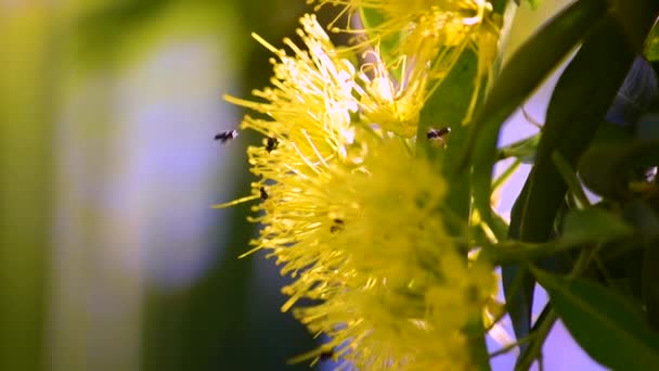 Talrijke Australische Zwarte Bijen Met Stuifmeel Gevulde Coriculae Zoemen Rond — Stockvideo