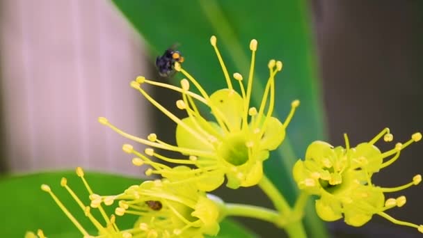 Ausztrál Fekete Méh Virágport Gyűjt Virágporában Egy Sárga Virág Tűzhelyéről — Stock videók
