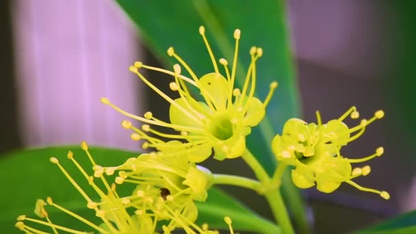 オーストラリアの黒蜂は孵化し 茶色のカブトムシの近くの黄色の花に戻ります — ストック動画
