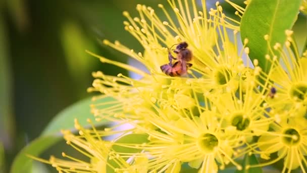 Große Australische Hymenoptera Biene Klettert Über Eine Gelbe Blüte — Stockvideo