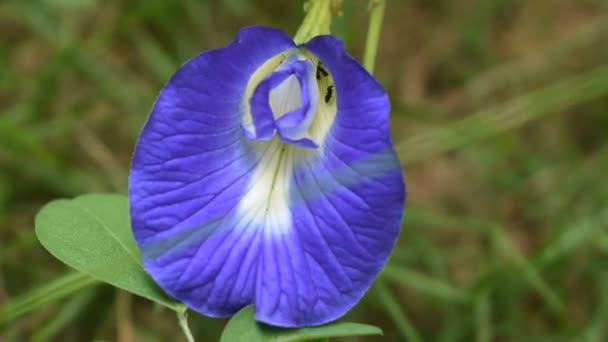 熱帯地方のコーンフラワーブルーの蝶のエンドウ豆の花スリランカに黒アリが入っています — ストック動画