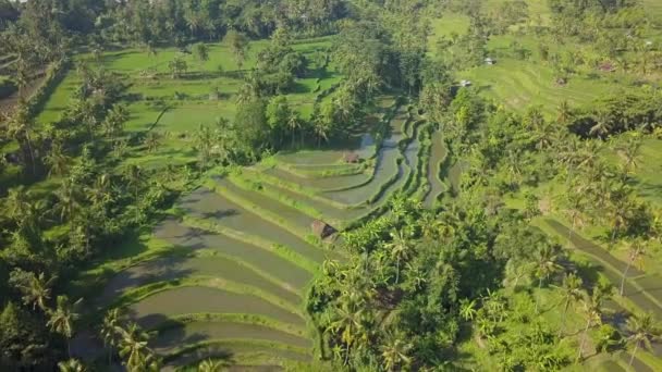 Bali Deki Pirinç Tarlalarının Hindistan Cevizi Ağaçlarının Yeşil Manzarası Üzerinde — Stok video