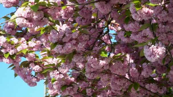 Movimiento Lento Una Flor Cerezo Acaba Florecer Durante Primavera Brisa — Vídeos de Stock