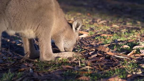 Baby Wallaby Βόσκηση Στην Αυστραλιανή Outback Πρωί Αργή Κίνηση — Αρχείο Βίντεο