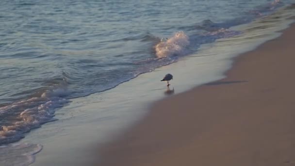 Gaviota Madrugada Olas Playa Cámara Lenta — Vídeo de stock