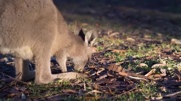 Avustralya Kırsalında Sabah Bebek Kangurusu Otluyor Yavaş Çekim — Stok video