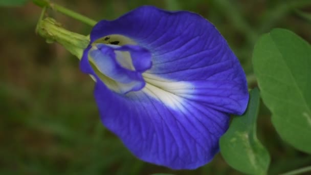 Flor Guisante Mariposa Azul País Tropical Sri Lanka Con Hormigas — Vídeos de Stock