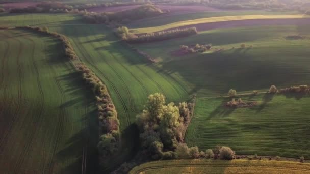 Vue Aérienne Une Terre Agricole Sur Des Collines Vallonnées Pologne — Video