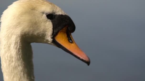 Extrême Gros Plan Cygne Blanc Nageant Dans Lac — Video