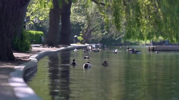 View City Park London Small Lake Ducks Swimming — Stock Video