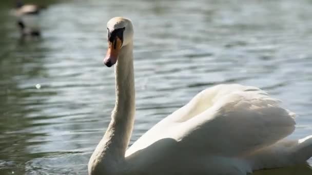 Cygne Blanc Nageant Dans Lac — Video