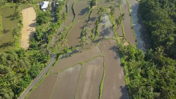 Vogelogen Zicht Rijstvelden Bali Van Bovenaf Drone Fps — Stockvideo