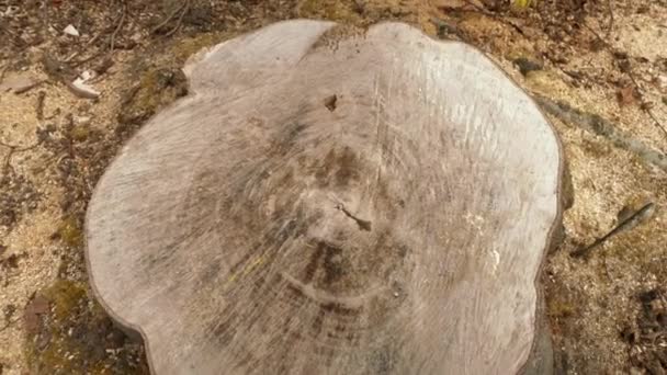 Langsames Herausziehen Eines Baumstumpfes Von Einem Baum Der Gefällt Wurde — Stockvideo