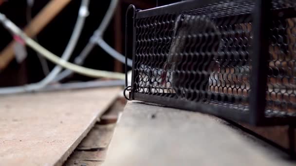 Ratte Versucht Graben Und Aus Lebendfalle Auf Dachboden Oder Kriechplatz — Stockvideo