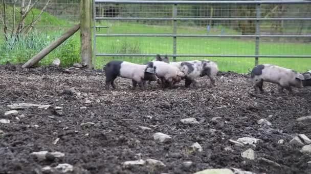Saddleback Piglets Playing Muddy Pig Pen — Stock Video