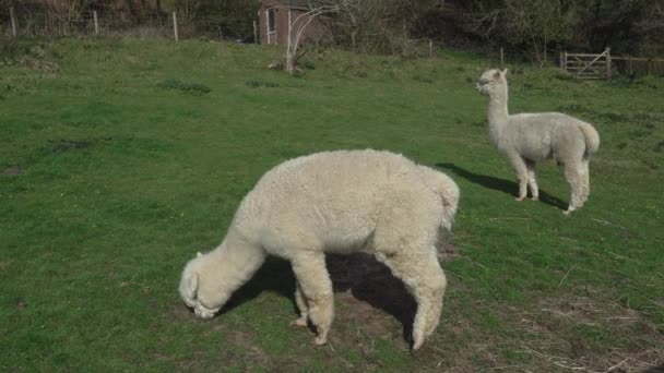 Alpacas Pastando Campo Verde Cornwall Reino Unido — Vídeos de Stock