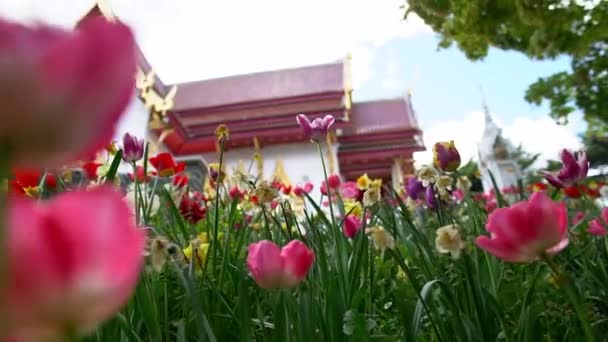 穿过郁金香和水仙花的花田 可以看到藏有泰国佛寺的壮丽景色 — 图库视频影像