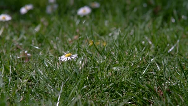 Yeşil Çim Tarlasında Papatya Çiçeğine Basan Bir Adam Çevre Sorunu — Stok video