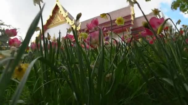 Zoom Door Een Tulp Narcis Bloemenveld Onthullen Een Prachtig Uitzicht — Stockvideo