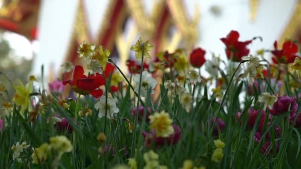 Vítr Vanoucí Tulipánem Narcisovým Květinovým Polem Skrytým Thajským Buddhistickým Chrámem — Stock video