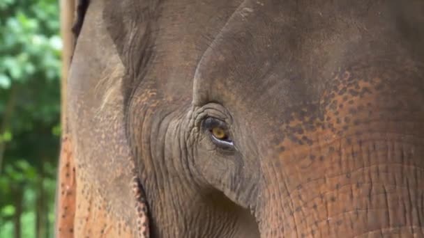 Sauvé Éléphant Asie Dans Sanctuaire Faunique — Video