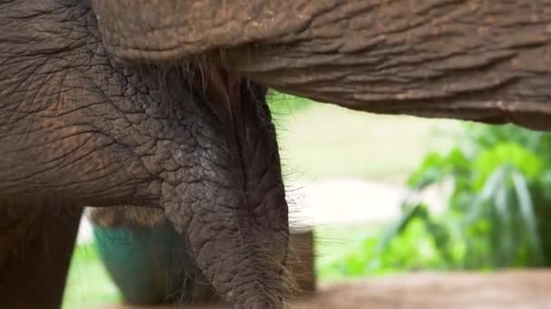 Sauvé Éléphant Asie Mangeant Nourriture Dans Sanctuaire Faunique Ralenti — Video