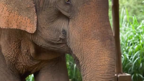 Resgatado Elefante Asiático Comendo Comida Santuário Vida Selvagem — Vídeo de Stock