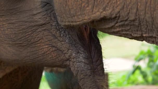 Sauvé Éléphant Asie Mangeant Nourriture Dans Sanctuaire Faunique Ralenti — Video