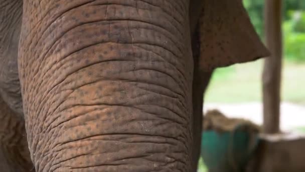 Sauvé Éléphant Asie Jouant Dans Sanctuaire Faunique Ralenti — Video