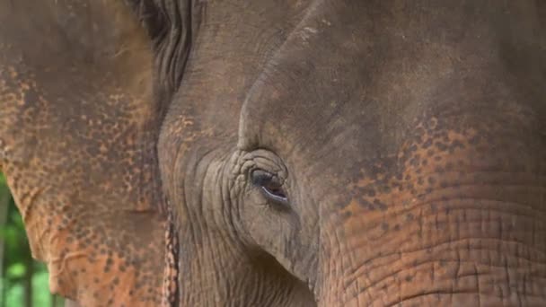 Sauvé Éléphant Asie Dans Sanctuaire Faunique Ralenti — Video
