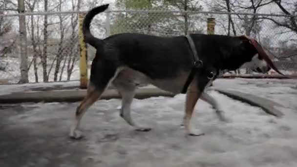 Ein Hund Der Durch Eine Eisbedeckte Nachbarschaft Geht — Stockvideo