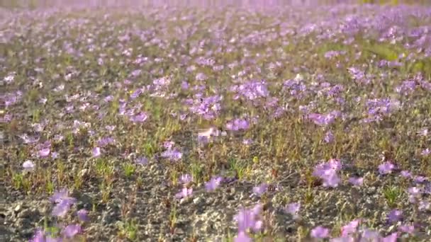 Cientos Hermosas Flores Silvestres Rosadas Moviéndose Viento Postre California Mojave — Vídeos de Stock