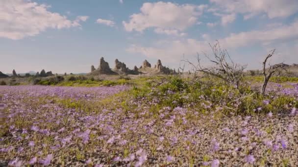 何百もの美しいピンクの野の花が風に揺れるトロナ ピナクルズカリフォルニア モハベ デザートの壮大な場所 — ストック動画