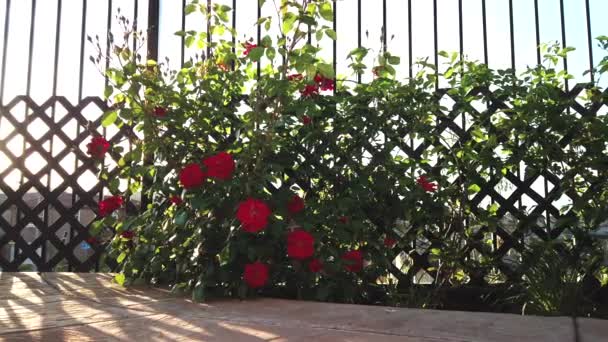 美国加利福尼亚州洛杉矶 一个阳光灿烂的日子 木制篱笆上的红玫瑰在跟踪镜头 — 图库视频影像