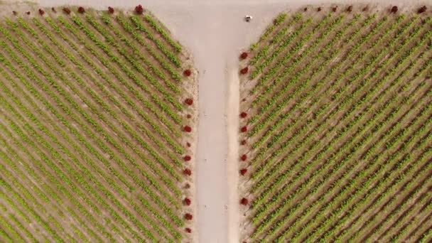 アルゼンチンのメンドーサ州のほこりの多い道に囲まれた完全かつ対称のブドウ畑の上を垂直方向に進んでください 4K空撮 — ストック動画