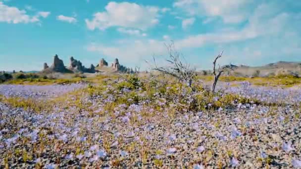 Hundratals Vackra Lila Vilda Blommor Vickande Vinden Trona Pinnacles Episk — Stockvideo